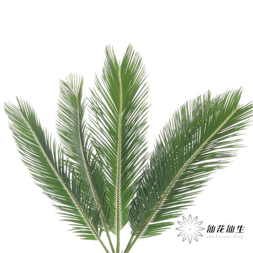 叶材 | 铁树叶 商品图1