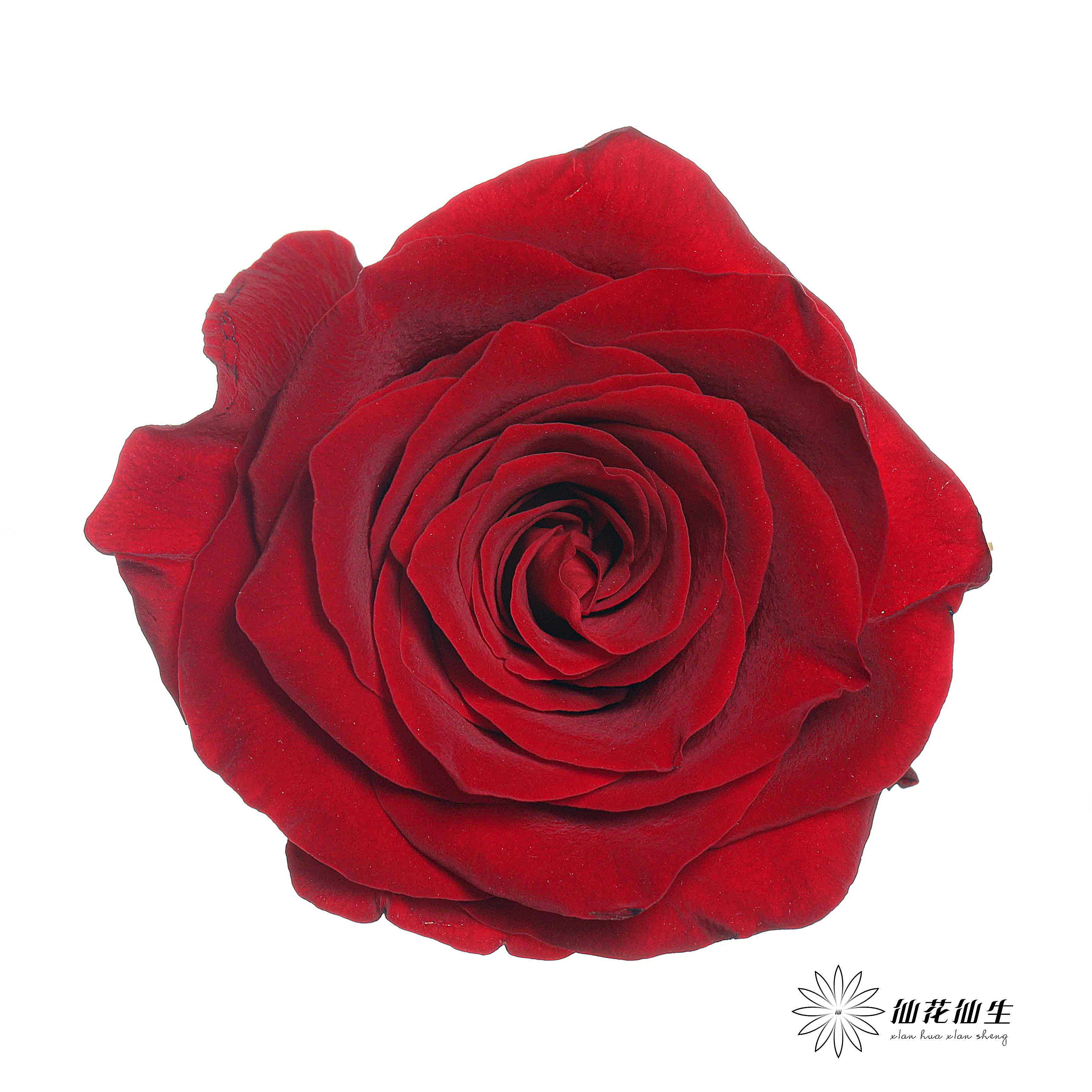 单头玫瑰 | 传奇