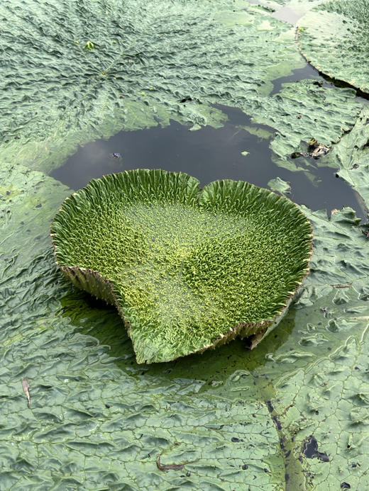 不时不食，过时不候，一期一会丨苏州南塘纯手剥新鲜鸡头米丨“水中人参”香甜弹糯 商品图9