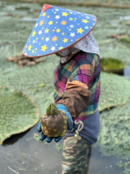 不时不食，过时不候，一期一会丨苏州南塘纯手剥新鲜鸡头米丨“水中人参”香甜弹糯 商品图3