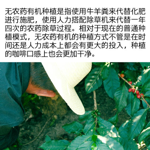 【11周年限量发售】云南保山无农药全红果低温慢速日晒 手冲咖啡豆  商品图4
