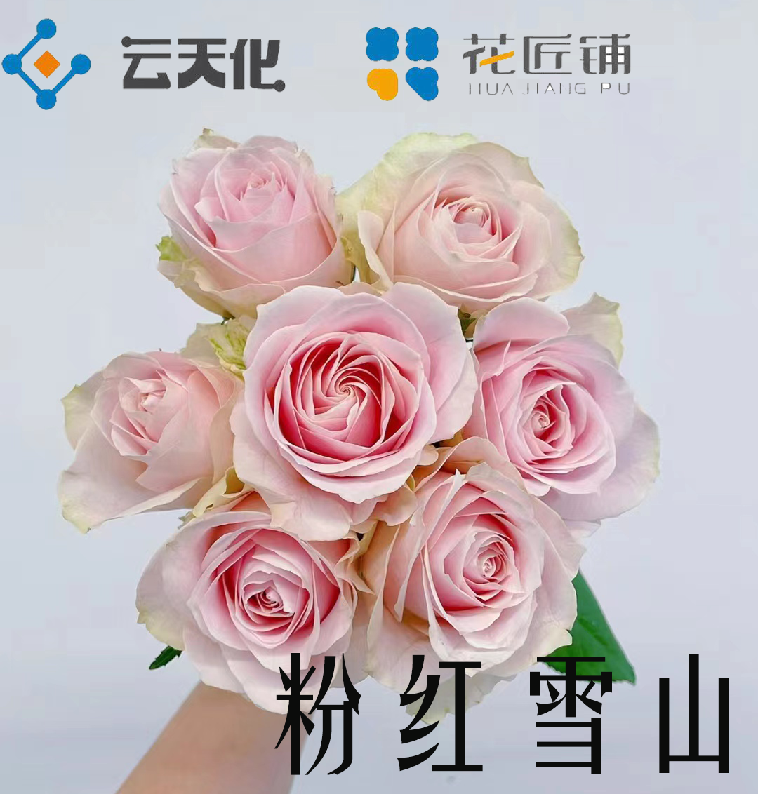 【花匠铺】粉红雪山 10支/扎 粉玫瑰 云南基地发货 （价格已包含包装费用） 运费以实际为准，多退少补。