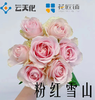 【花匠铺】粉红雪山 10支/扎 粉玫瑰 云南基地发货 （价格已包含包装费用） 运费以实际为准，多退少补。 商品缩略图0