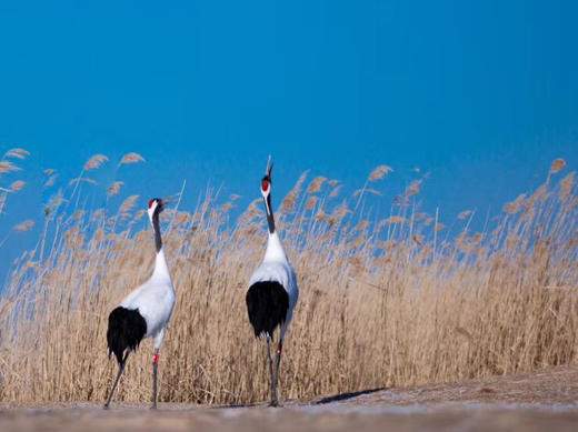 2月2日【东北冰雪恋歌】丹顶鹤、东北虎、雪乡、雾凇行摄8天 商品图13