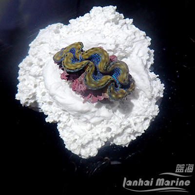 砗磲贝壳基座 商品图6