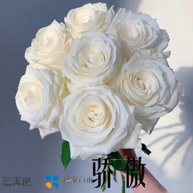 【花匠铺】骄傲 10支/扎 白色玫瑰 云南基地发货 （价格已包含包装费用） 运费以实际为准，多退少补。