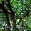 【勇攀高峰】2023年头春头采四大产区蕞高峰单株拼配而制诠释高山云雾出好茶独一无二的品鉴体验 商品缩略图3