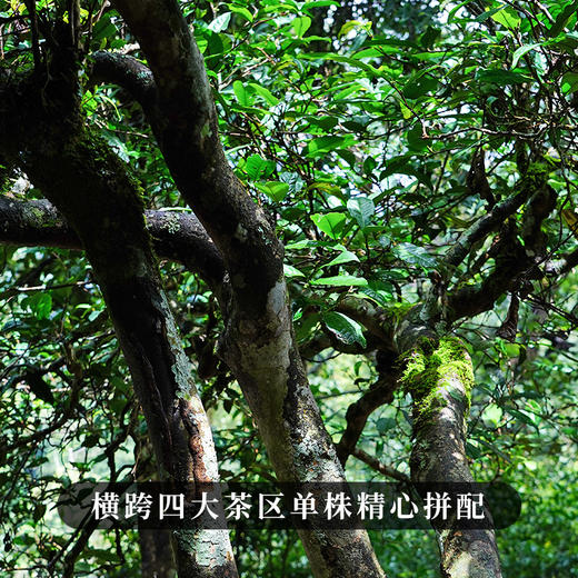 【勇攀高峰】2023年头春头采四大产区蕞高峰单株拼配而制诠释高山云雾出好茶独一无二的品鉴体验 商品图3