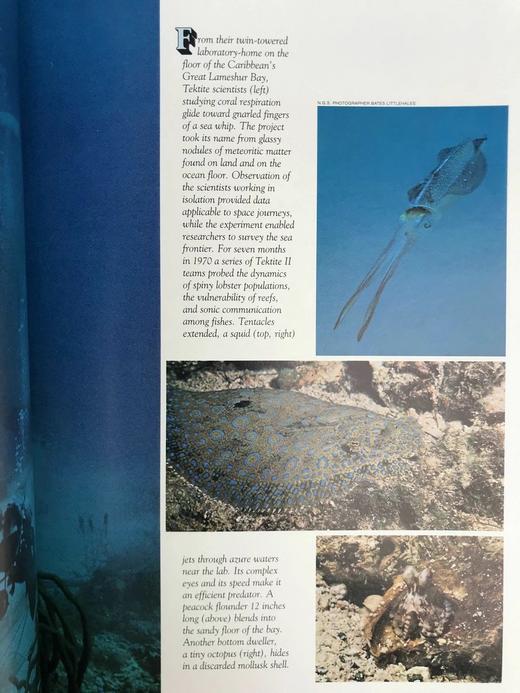 探索深海 400幅插图 精装大16开 商品图12