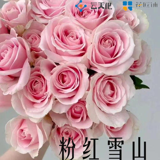 【花匠铺】粉红雪山 10支/扎 粉玫瑰 云南基地发货 （价格已包含包装费用） 运费以实际为准，多退少补。 商品图1
