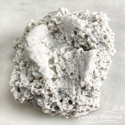 砗磲贝壳基座 商品图4