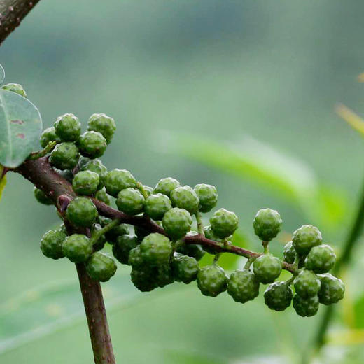 【汉源贡椒 青花椒&红花椒】国家地理标志产品 自然生长零农残无污染 干货方便存储 商品图2