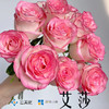 【花匠铺】艾莎 10支/扎 粉玫瑰 云南基地发货 （价格已包含包装费用） 运费以实际为准，多退少补。 商品缩略图0
