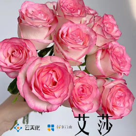 【花匠铺】艾莎 10支/扎 粉玫瑰 云南基地发货 （价格已包含包装费用） 运费以实际为准，多退少补。