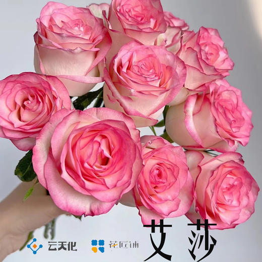 【花匠铺】艾莎 10支/扎 粉玫瑰 云南基地发货 （价格已包含包装费用） 运费以实际为准，多退少补。 商品图0