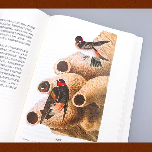 《世界鸟类图谱》精装大开本 共5本  重3KG   是学习自然观察的伟大工具书 商品图8