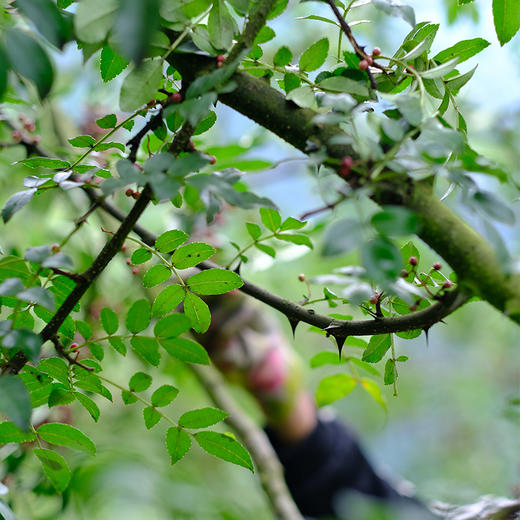 【汉源贡椒 青花椒&红花椒】国家地理标志产品 自然生长零农残无污染 干货方便存储 商品图11