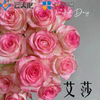 【花匠铺】艾莎 10支/扎 粉玫瑰 云南基地发货 （价格已包含包装费用） 运费以实际为准，多退少补。 商品缩略图1