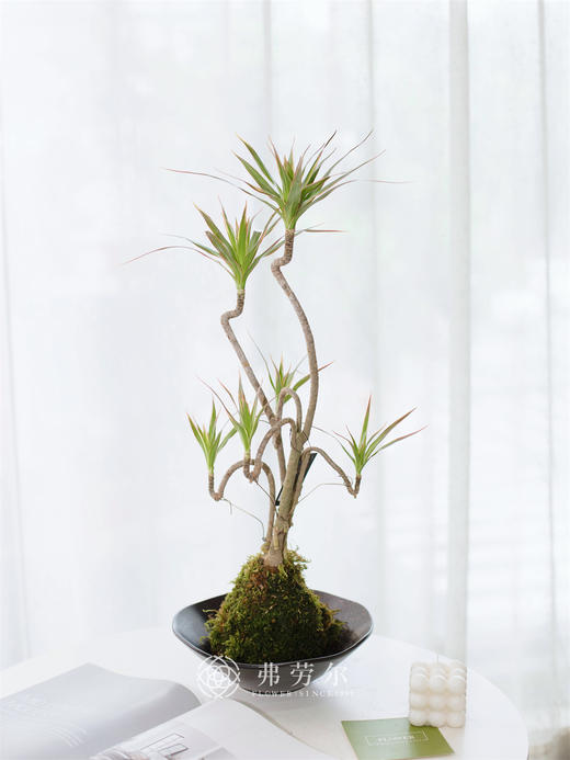 苔藓球-七彩铁 商品图0