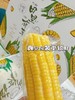 【田里有草•甜糯玉米】礼盒装200g*12根~🌽 真空包装，非转基因，甜而不腻，糯而不粘，口感独特，每一颗都带着自然的甜香，营养丰富，富含膳食纤维，是健康饮食的理想选择。 商品缩略图4