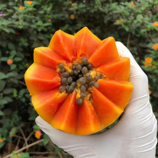 【产地直发】木瓜 | 多规格可选 商品图1