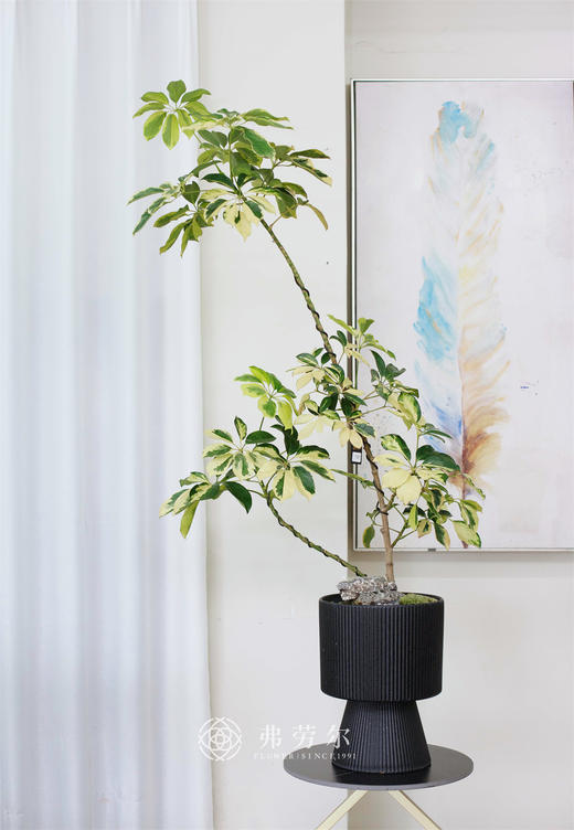 高脚黑盆-花叶鸭脚木 商品图0