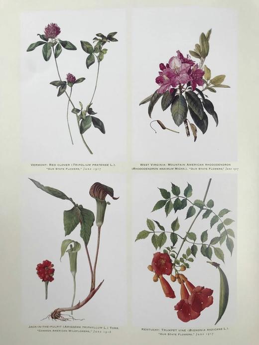 国家地理插画艺术集 156幅插图 精装大16开 商品图8