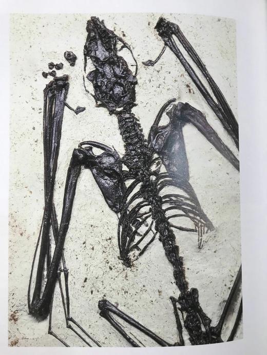 化石：物种的进化与灭绝 160幅彩色插图 精装大16开 商品图8