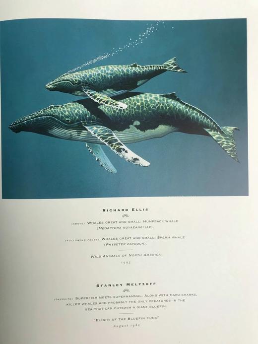 国家地理插画艺术集 156幅插图 精装大16开 商品图10