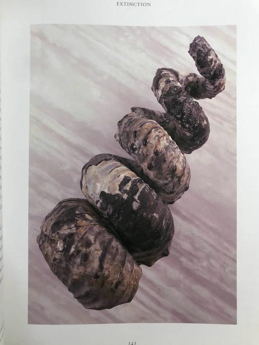 化石：物种的进化与灭绝 160幅彩色插图 精装大16开 商品图13