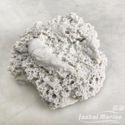 砗磲贝壳基座 商品图1