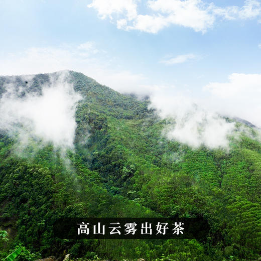 【勇攀高峰】2023年头春头采四大产区蕞高峰单株拼配而制诠释高山云雾出好茶独一无二的品鉴体验 商品图6