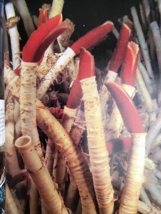 探索深海 400幅插图 精装大16开 商品图8