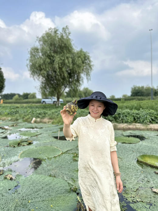 不时不食，过时不候，一期一会丨苏州南塘纯手剥新鲜鸡头米丨“水中人参”香甜弹糯 商品图2