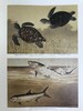 国家地理插画艺术集 156幅插图 精装大16开 商品缩略图11