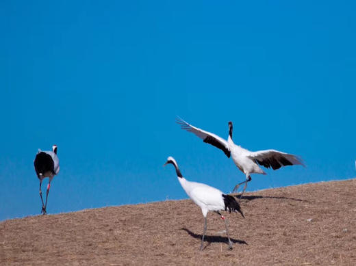 2月2日【东北冰雪恋歌】丹顶鹤、东北虎、雪乡、雾凇行摄8天 商品图6