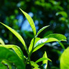 【勇攀高峰】2023年头春头采四大产区蕞高峰单株拼配而制诠释高山云雾出好茶独一无二的品鉴体验 商品缩略图4