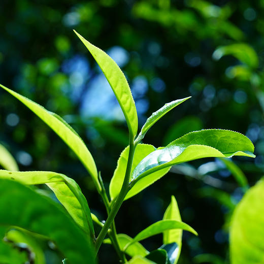 【勇攀高峰】2023年头春头采四大产区蕞高峰单株拼配而制诠释高山云雾出好茶独一无二的品鉴体验 商品图4