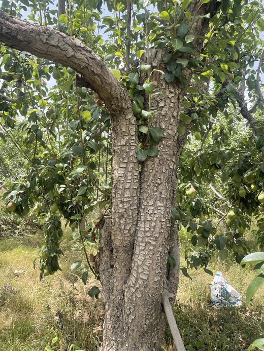 巴梨一盒8斤 商品图3