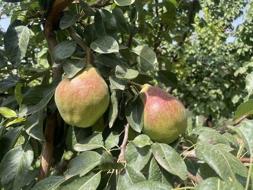 巴梨一盒8斤 商品图0