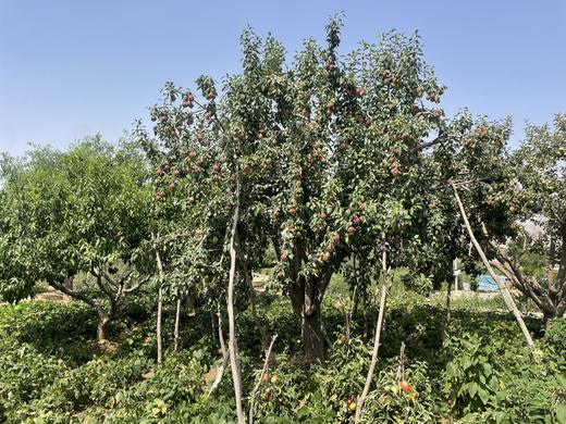 巴梨一盒8斤 商品图2