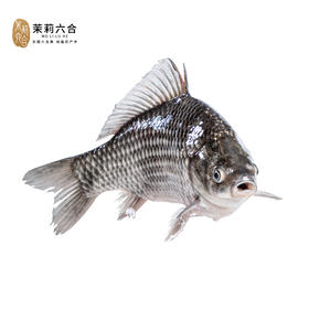 【预售】龙池鲫鱼 线上（只发南京）