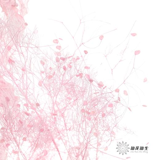永生花材 | 雾中情人粉 商品图4