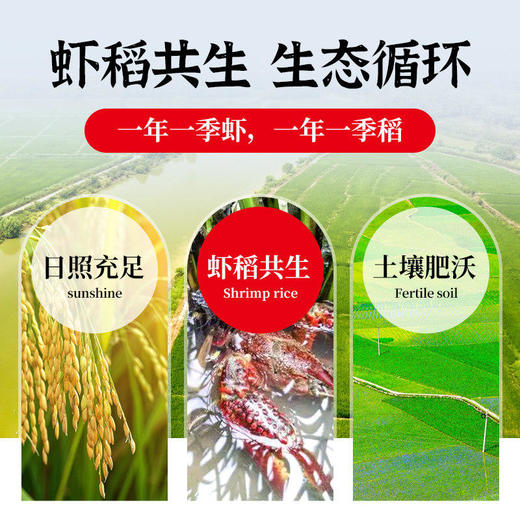 荆裕优选虾稻米10kg 商品图2