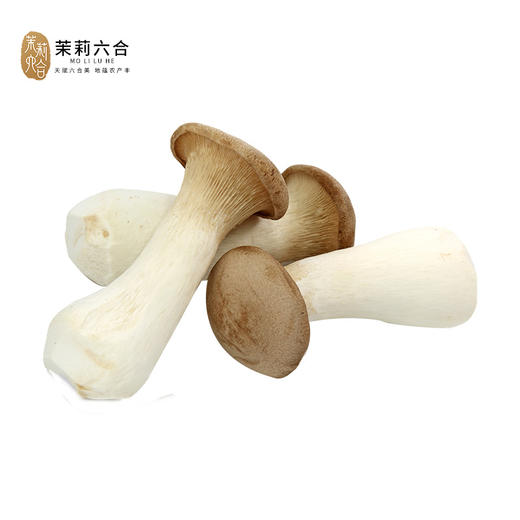 新鲜杏鲍菇 3斤（只发南京） 商品图0