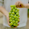 桐叶地产顶级香印晴王葡萄-是阳光亲吻过的味道 商品缩略图4