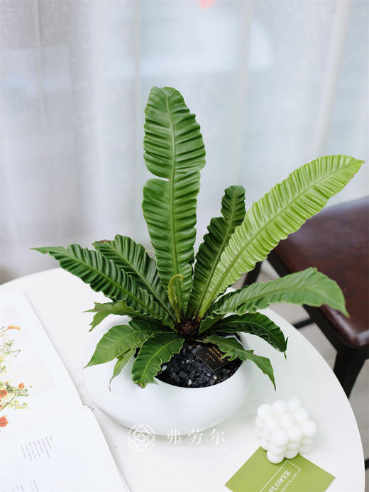 眼镜蛇 商品图0