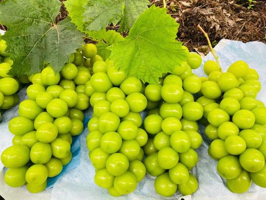 桐叶地产顶级香印晴王葡萄-是阳光亲吻过的味道 商品图3