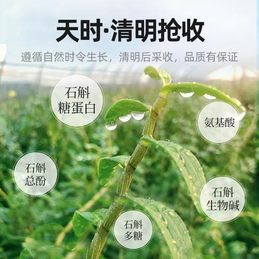 杞里香130g礼盒装铁皮石斛  雁荡山产地，5年足龄石斛高档礼盒，送礼有面 商品图4