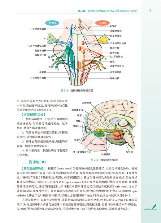 神经病学 第4版 王伟 罗本燕 附视频 卫健委十四五规划 全国高等学校教材 供八年制及5+3一体化临床医学等专业用 人民卫生出版社 商品图3